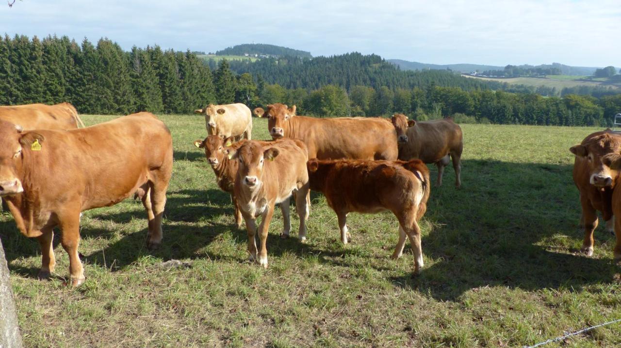 Aussichtsbauernhofpension Hof Gretchens Winterberg Luaran gambar